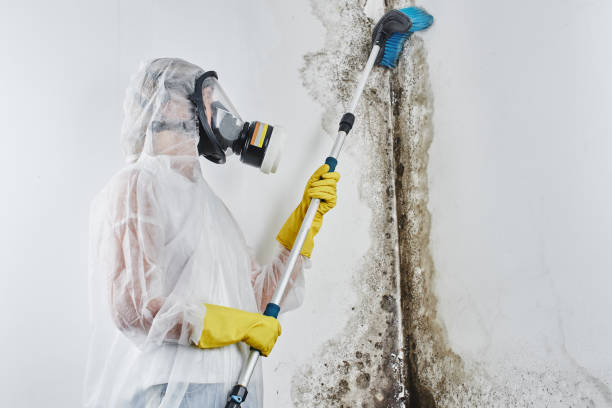 Best Emergency Mold Remediation  in Sand Lake, MI